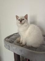 Prachtige ragdoll poesje met stamboom., Dieren en Toebehoren, Poes, Met stamboom