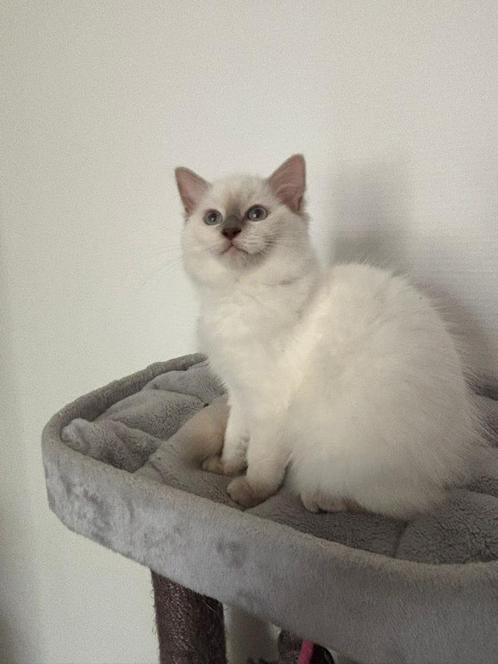 Prachtige ragdoll poesje met stamboom., Dieren en Toebehoren, Katten en Kittens | Raskatten | Langhaar, Poes, Met stamboom