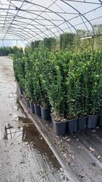 AANBIEDING! Euonymus japonicus Green Spire nu slechts €6,95-, Tuin en Terras, Ophalen of Verzenden, Overige soorten, Haag, Minder dan 100 cm