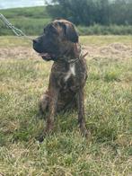 Uniek Presa Canario teefje 25 weken uit sterke bloedlijnen, Dieren en Toebehoren, 15 weken tot 1 jaar, CDV (hondenziekte), Teef