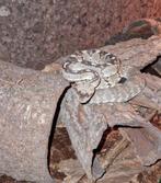 Zwartstaart ratelslang# blacktail Rattlesnake#, Slang