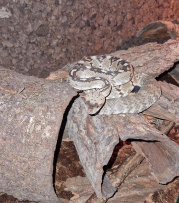 Zwartstaart ratelslang# blacktail Rattlesnake#  beschikbaar voor biedingen