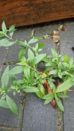 Gratis Aardbeien zilverblad, Tuin en Terras, Ophalen, Vaste plant, Overige soorten, Halfschaduw