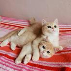 Katten  Britse korthaar kitten, Meerdere dieren, Gechipt, 0 tot 2 jaar