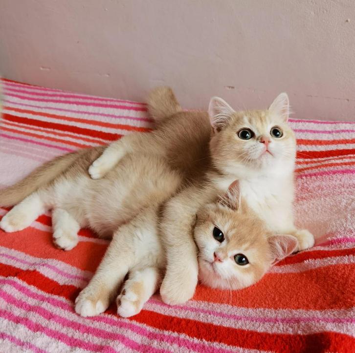 Katten  Britse korthaar kitten, Dieren en Toebehoren, Katten en Kittens | Raskatten | Korthaar, Meerdere dieren, 0 tot 2 jaar
