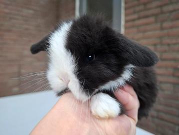 Prachtig minilop konijntje zwart wit bont  beschikbaar voor biedingen