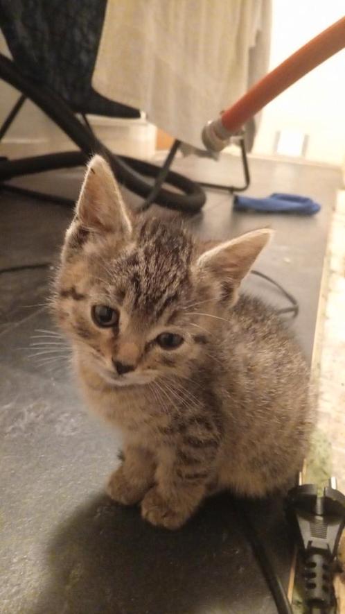BENGAAL X CYPRUS KITTEN, Dieren en Toebehoren, Katten en Kittens | Raskatten | Korthaar, Meerdere dieren