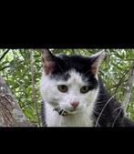 Lieve Kater 1,5 jaar oud, Kater