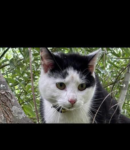 Lieve Kater 1,5 jaar oud, Dieren en Toebehoren, Katten en Kittens | Overige Katten, Kater