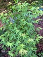 **ACTIE** Acer palmatum, groene esdoorn, japanse esdoorn, Tuin en Terras, Planten | Struiken en Hagen, Ophalen of Verzenden, Esdoorn
