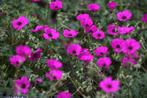 Geranium vaste planten soorten, Ophalen of Verzenden, Overige soorten, Volle zon