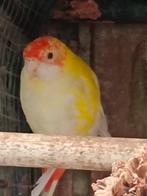 Parkieten, Dieren en Toebehoren, Vogels | Parkieten en Papegaaien, Vrouwelijk, Parkiet, Geringd