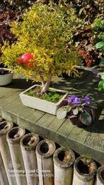 Bonsai granaatappel, Tuin en Terras, Planten | Tuinplanten, Halfschaduw, Kruiden, Zomer, Ophalen