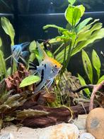 Aantal tropische vissen, Dieren en Toebehoren, Vis, Zoetwatervis, Schoolvis