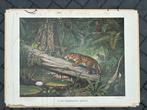 In het Braziliaansche oerwoud, Antiek en Kunst, Antiek | Schoolplaten, Ophalen of Verzenden, Natuur en Biologie