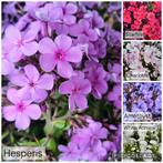 Phlox, Kniphofia, Agapanthus, Crocosmia stekken/bollen, Overige soorten, Volle zon, Vaste plant, Ophalen of Verzenden