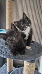 Super lieve kittens mogen nestje verlaten nog 2 poesjes, Dieren en Toebehoren, Katten en Kittens | Overige Katten, Meerdere dieren