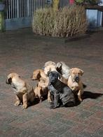 Pups Puppy's Mooie gezonde pups te koop  unieke combinatie, Dieren en Toebehoren, Groot, Meerdere, Meerdere dieren, Nederland