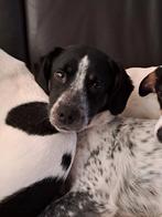 BARRY 15 mnd. Rustig/vriendelijk/teefjes/goed aan de riem, 1 tot 2 jaar, Buitenland, Parvo, Eén hond