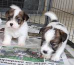 Ruwharige jack russel pups met stamboom, Dieren en Toebehoren, Honden | Jack Russells en Terriërs, Nederland, Jack Russell Terriër