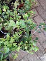 DIVERSE POTTEN GROENE KLIMOP, Tuin en Terras, Planten | Tuinplanten, Ophalen of Verzenden, Zomer, Vaste plant, Klimplanten