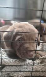Raszuivere Bruine Labrador pups, Rabiës (hondsdolheid), Reu, 8 tot 15 weken, Labrador retriever