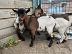 Dwergbok, Dieren en Toebehoren, Schapen, Geiten en Varkens, Mannelijk, Geit, 0 tot 2 jaar