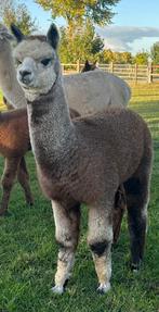 Alpaca veulens en wandel/dekhengst met bijzondere kleuren, Dieren en Toebehoren, Overige Dieren, Juni, Meerdere dieren
