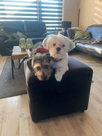 Mooie klein blijvende boomer pups, Dieren en Toebehoren, Honden | Chihuahua's en Gezelschapshonden, Overige rassen, 8 tot 15 weken