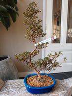 Satsuki Azalea Kokuko-No-Bi Bonsai 60cm, Bloeit niet, Halfschaduw, Minder dan 100 cm, Overige soorten