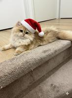 Britse langhaar golden shell ny12 stamboom 5 maanden, Dieren en Toebehoren, Katten en Kittens | Raskatten | Langhaar, Poes, Gechipt