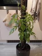 Rhaphidophora Tetrasperma (MEDIUM), Huis en Inrichting, Kamerplanten, Ophalen, Halfschaduw, 100 tot 150 cm