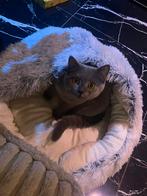 Britse Korthaar, Dieren en Toebehoren, Katten en Kittens | Raskatten | Korthaar, Kater, Gechipt, 0 tot 2 jaar