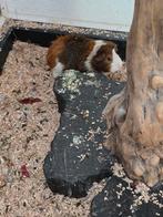 Mannen cavia's, Dieren en Toebehoren, Knaagdieren, Maart, Mannelijk, Cavia