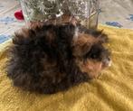 Diverse jonge lunkarya cavia beertjes, Cavia, Mannelijk, November, Tam