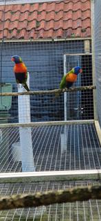 Te koop, Meerdere dieren, Papegaai, Geringd