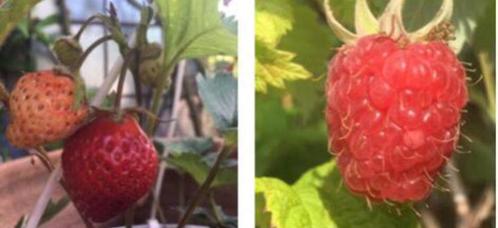 Zoete aardbeien frambozen biologische planten in de potten, Tuin en Terras, Planten | Tuinplanten, Vaste plant, Fruitplanten, Volle zon