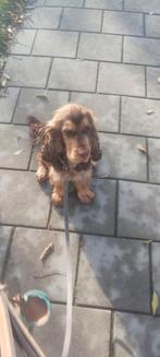 Engelse cocker spaniel, Reu, 1 tot 2 jaar, Labrador retriever, Eén hond