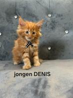 Prachtige Maine Coon katten, Dieren en Toebehoren, Katten en Kittens | Raskatten | Langhaar, Kater, Gechipt, 0 tot 2 jaar
