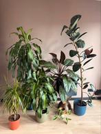 All plants for sale, Ophalen, Overige soorten