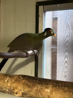 Witwangtoerako man, Mannelijk