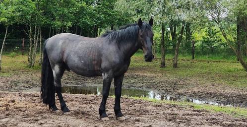 Paddock Paradise of andere 24/7 buiten plek gezocht, Dieren en Toebehoren, Stalling en Weidegang, 1 paard of pony