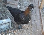 Kippen, Dieren en Toebehoren, Pluimvee, Vrouwelijk, Kip