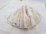 doopvontschelp 22 cm breed, Verzamelen, Mineralen en Fossielen, Ophalen of Verzenden, Schelp(en)