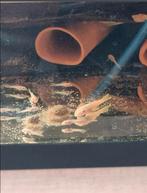 L144 blue eye algeneter, Vis, Zoetwatervis, Schoolvis