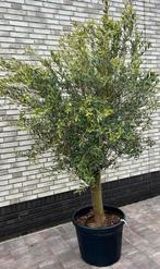 Een zeer mooie OLIJFBOOM (OLEA EUROPAEA), Tuin en Terras, Ophalen, Volle zon, Olijfboom, 100 tot 250 cm