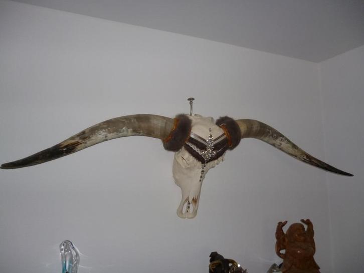 DESIGN Longhorn UNIEK (geen nep!), Huis en Inrichting, Woonaccessoires | Wanddecoraties, Zo goed als nieuw, Ophalen
