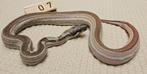 ( Hypo ) Motley boa imperator, Dieren en Toebehoren, Reptielen en Amfibieën, Slang, 0 tot 2 jaar