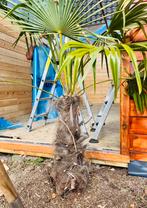 TRACHYCARPUS FORTUNEI - CHINESE HENNEPPALM Palm Boom, Ophalen, Volle zon, Palmboom