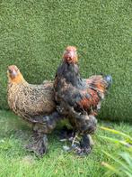 Brahma goud-patrijs koppels, Dieren en Toebehoren, Pluimvee, Meerdere dieren, Kip